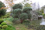 Wunderschön anzusehen ist dieser große Bonsai in der Bildmitte. Er steht inmitten eines großen japanischen Gartens neben einem kleinen Teich, umgeben von weiteren asiatischen Gewächsen.